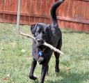 dog-fetches-stick.jpg