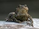 common-toad-22611.jpg