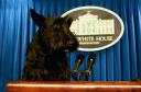 white-house-dog.jpg